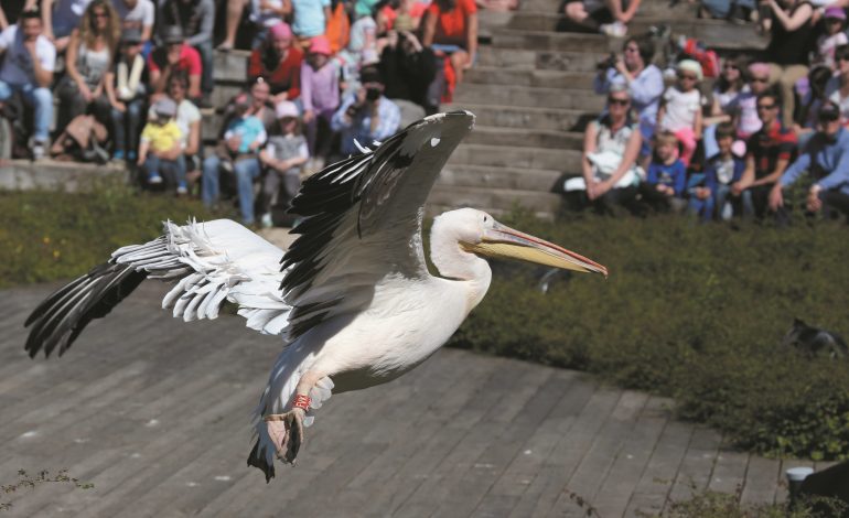 Parcdesoiseaux-Pelican blanc-spectacle_redimensionnee_Y. THONNERIEUX