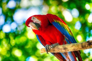 Parc animalier immersif : Parrot World