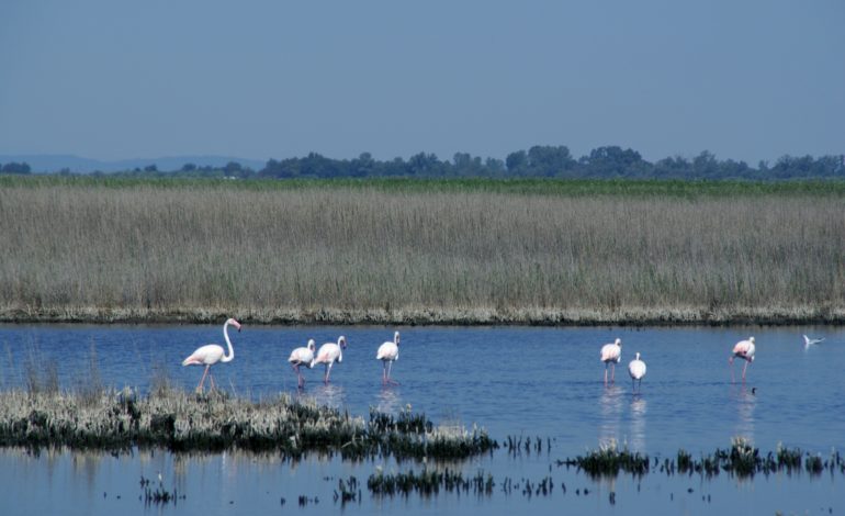 flamants roses-0102