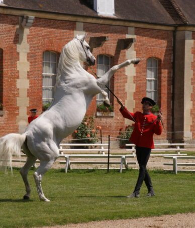 Le Haras national du Pin