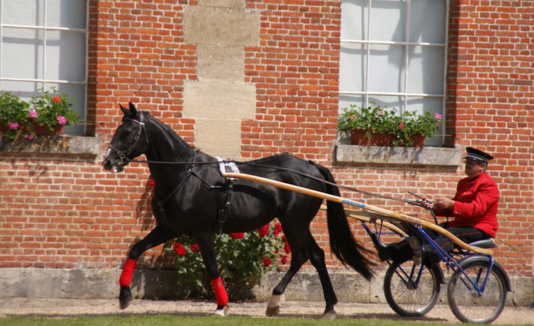 Haras du Pin 06 14 CDT61