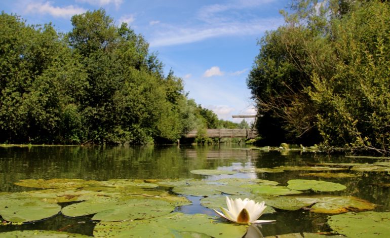 Le marais Audomarois