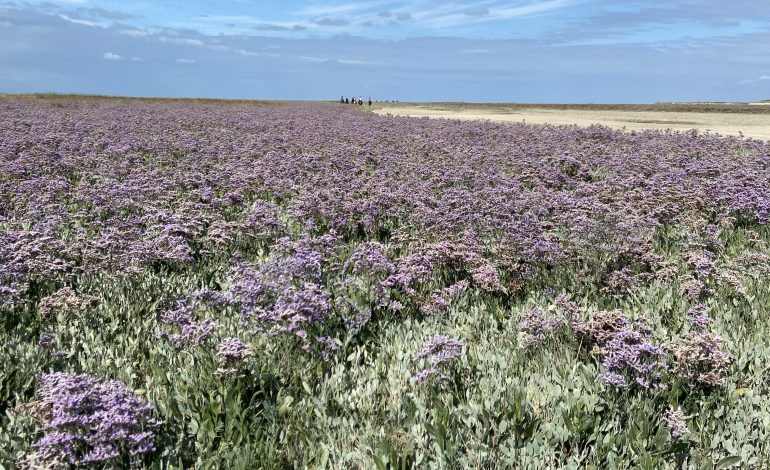 Fleurs de la Baie