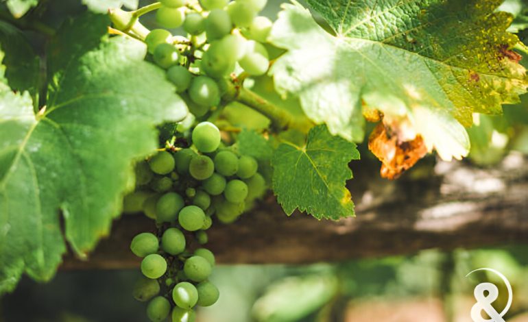 Découverte des vignes, Sancerre