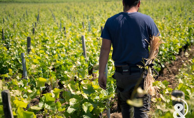 Découverte des vignes, Sancerre