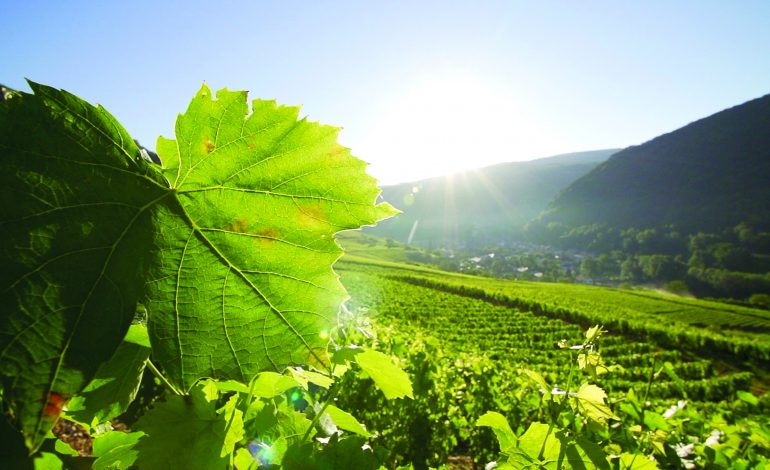 Vignes_du_Cerdon--Bokeh_Production_-Aintourisme-2481