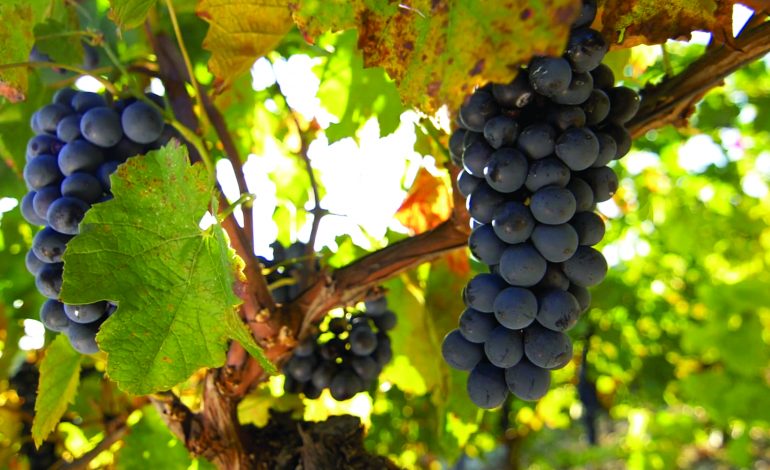 Vignoble_de_Montagnieu--Gilles_BREVET_-Aintourisme-2489