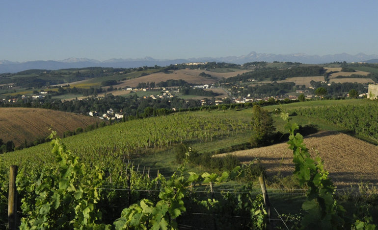 Vignoble