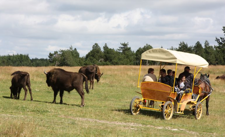 Bisons - copy bisonseurope.com