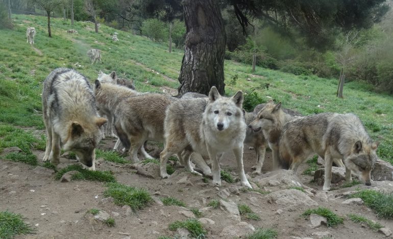 Loups du Gévaudan 4