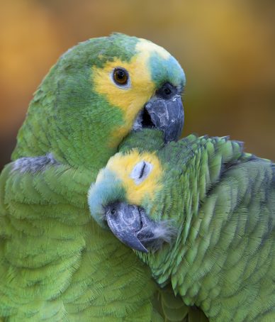 Faune d'Amazonie