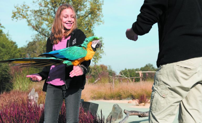 Decouverte_des_Aras--Agnes_Janin_-Parc_des_Oiseaux-3874