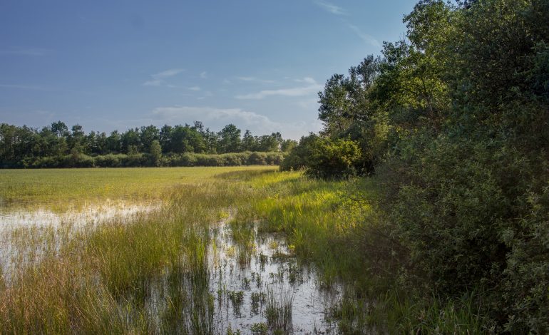 Etangs_de_la_Dombes--Michael_Zeilfelder_-Dombes_Tourisme-3204