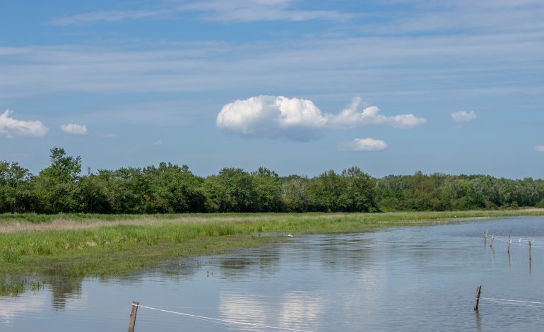 Etangs_de_la_Dombes--Michael_Zeilfelder_-Dombes_Tourisme-3213