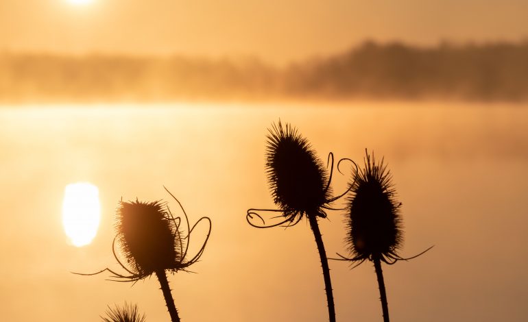 Lever_de_soleil_aux_etangs_de_la_Dombes--Michael_Zeilfelder_-Dombes_Tourisme-3206