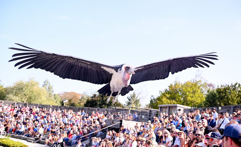Spectacle_des_Oiseaux_en_vol--Parc_des_Oiseaux-3861