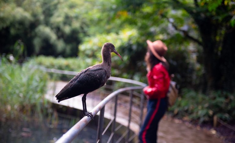 Visite_du_parc_des_oiseaux--Parc_des_Oiseaux-3858