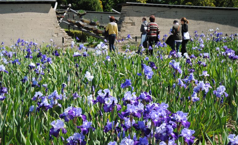 Jardin d'Iris - Parc Floral