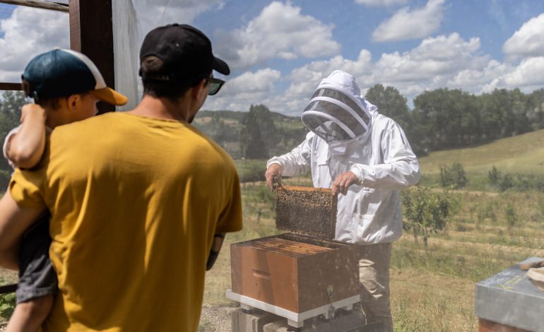 Bee au top - Rucher de Fontabeilles