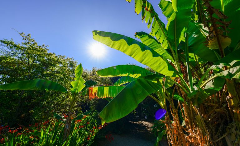 Jardin botanique