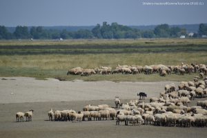 Baie de Somme