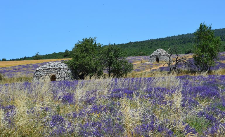 bories-lavandes-ferrassieres-S-Magne-1600