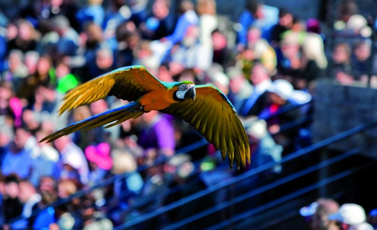 Spectacle_des_Oiseaux_en_vol--Jb_Merillot_-Parc_des_Oiseaux-3863