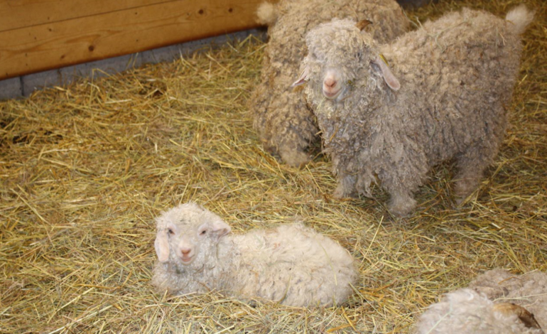 Troupeau de roudoudous